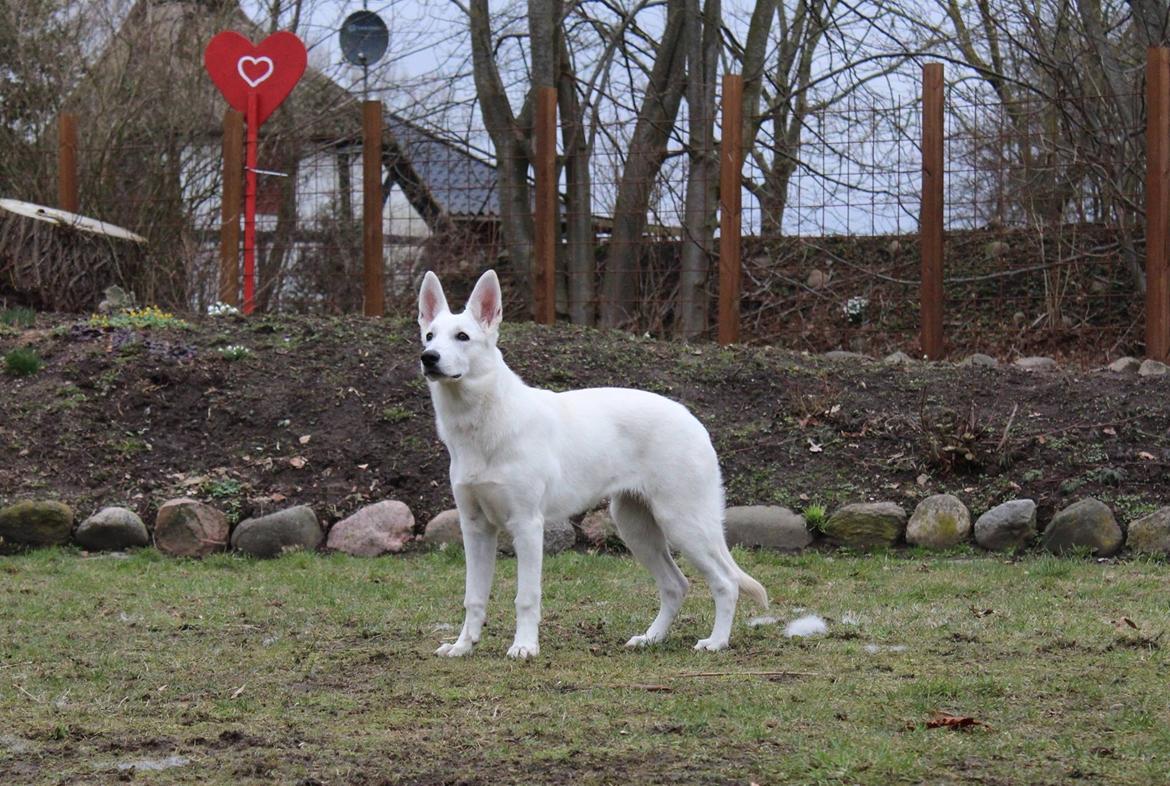 Hvid Schweizisk Hyrdehund Gnocchi - 6 måneder gammel billede 2