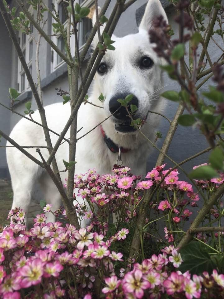 Hvid Schweizisk Hyrdehund Gnocchi - Ordner havekrukker billede 11