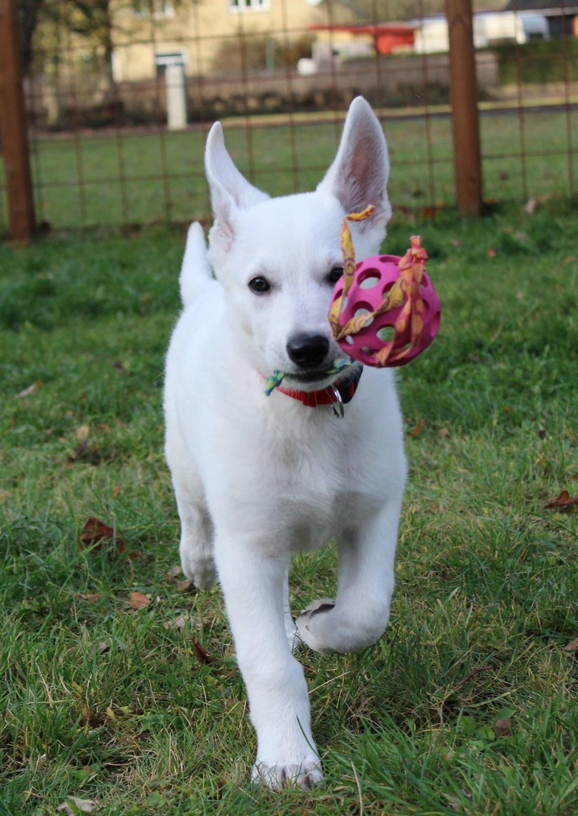 Hvid Schweizisk Hyrdehund Gnocchi - Min bold billede 23