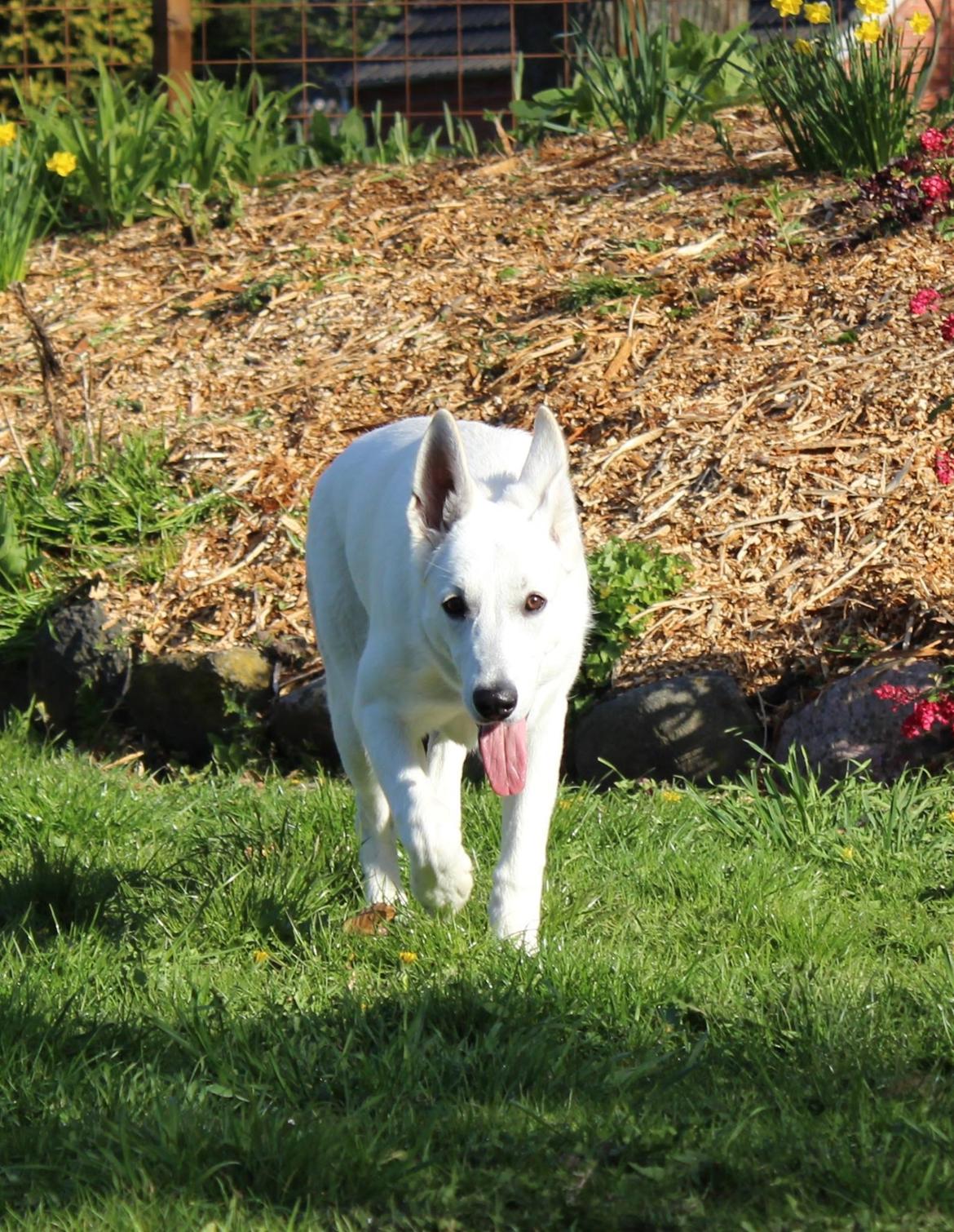 Hvid Schweizisk Hyrdehund Gnocchi - Lidt hyrde er man vel billede 18