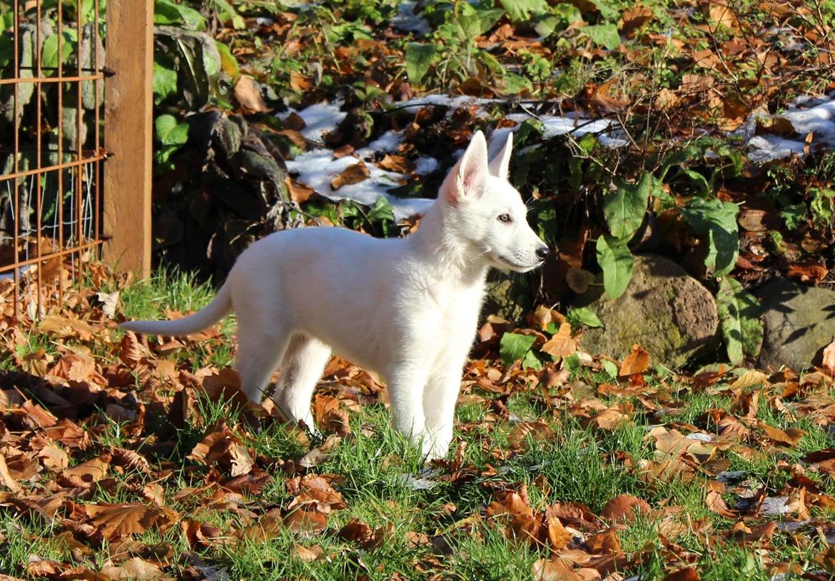 Hvid Schweizisk Hyrdehund Gnocchi - Lille bitte i solen billede 15