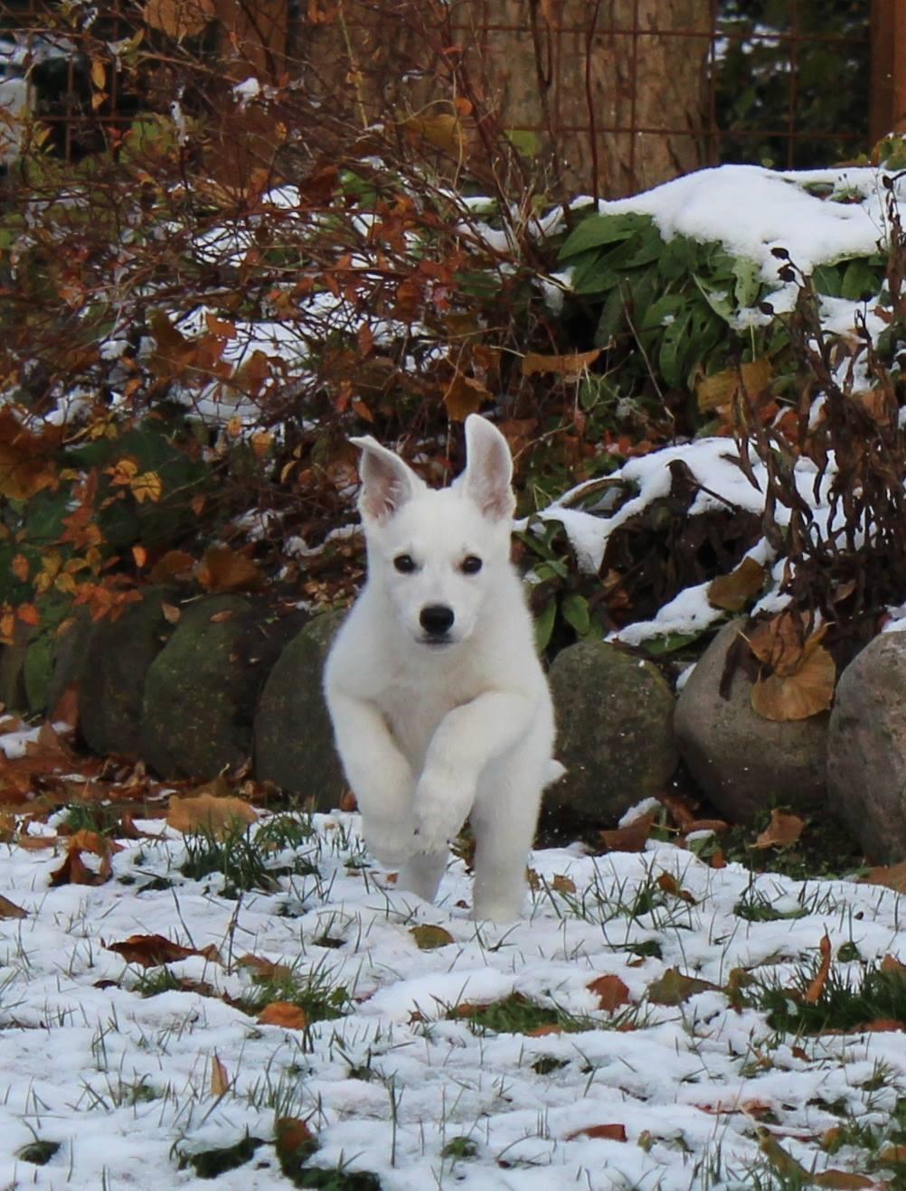 Hvid Schweizisk Hyrdehund Gnocchi - Fart på som lille billede 27