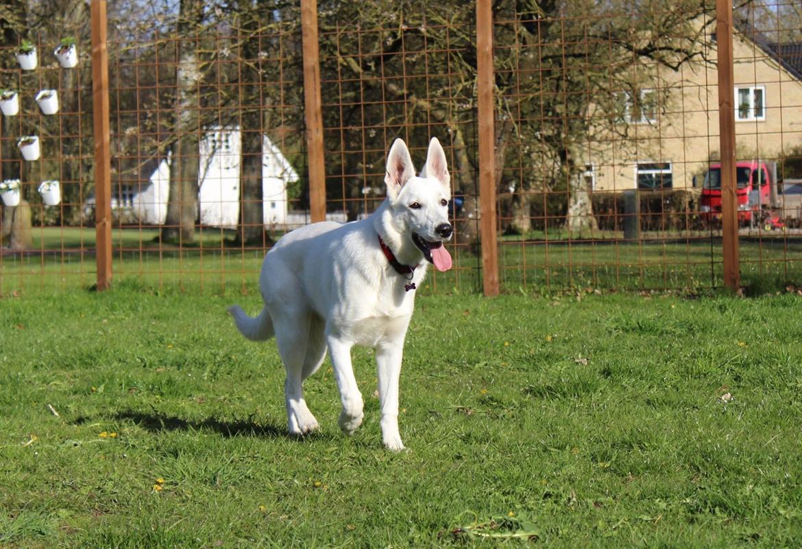 Hvid Schweizisk Hyrdehund Gnocchi - Smukke tøs billede 29