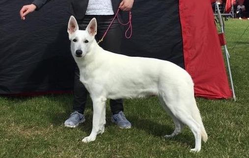 Hvid Schweizisk Hyrdehund Gnocchi - På udstilling 11 måneder gammel billede 9