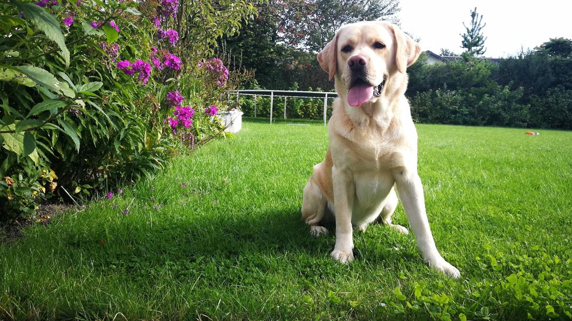 Labrador retriever Timmy Larsen - En fantastisk dag i haven✨ billede 8