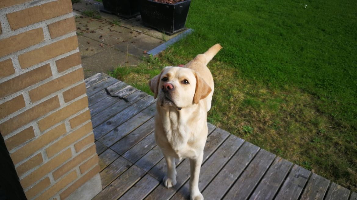 Labrador retriever Timmy Larsen - Den dejligste hund, med de største hundeøjne❤️😘  billede 9