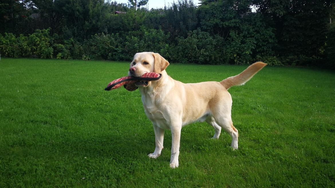 Labrador retriever Timmy Larsen - Så seriøs...❤️💞😂 billede 10
