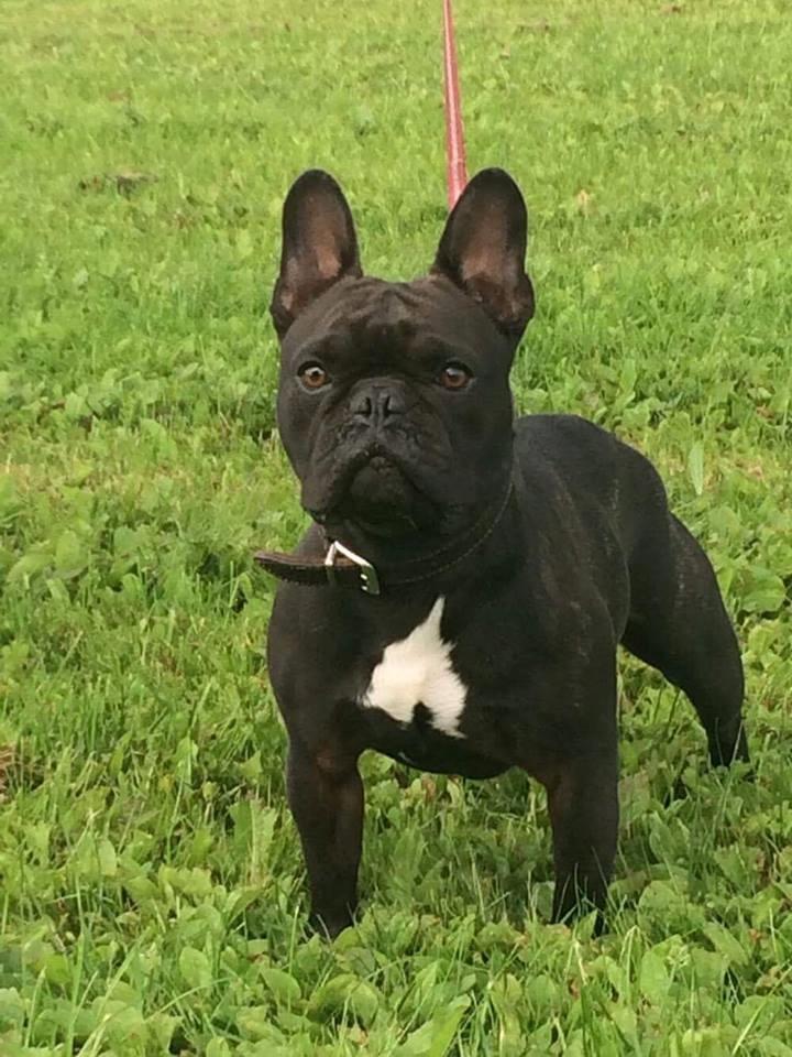 Fransk bulldog Alfred billede 1