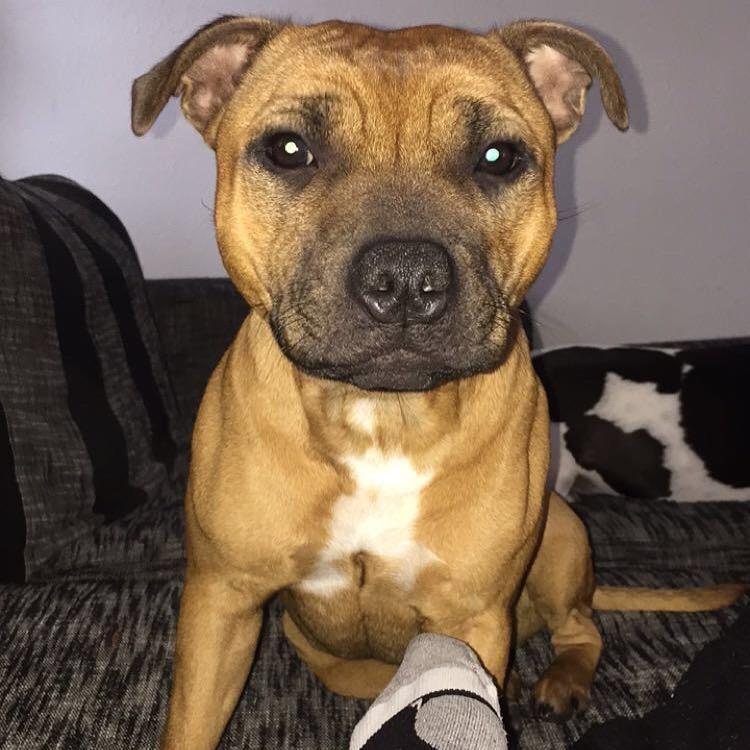 Staffordshire bull terrier Aya billede 6