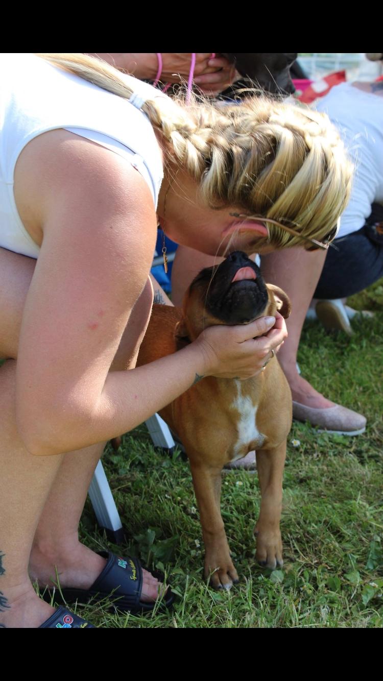 Staffordshire bull terrier Aya billede 8