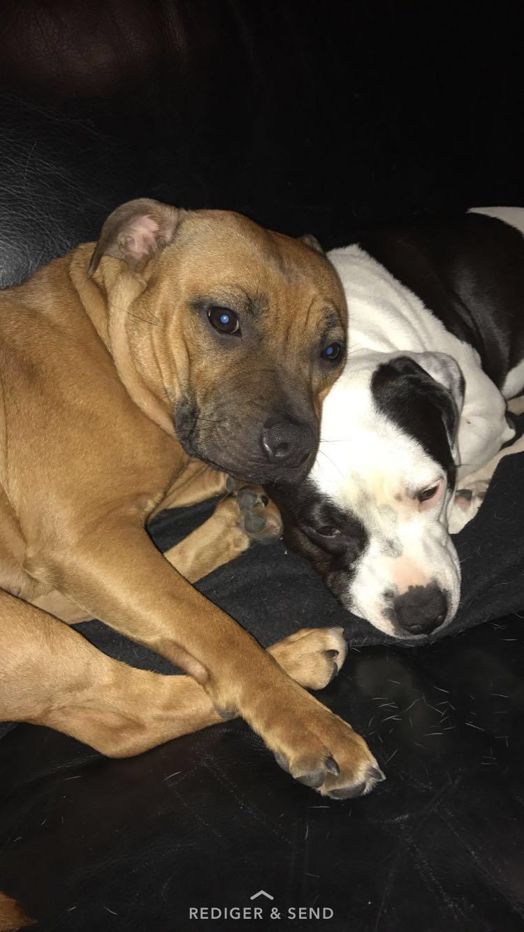 Staffordshire bull terrier Aya billede 9