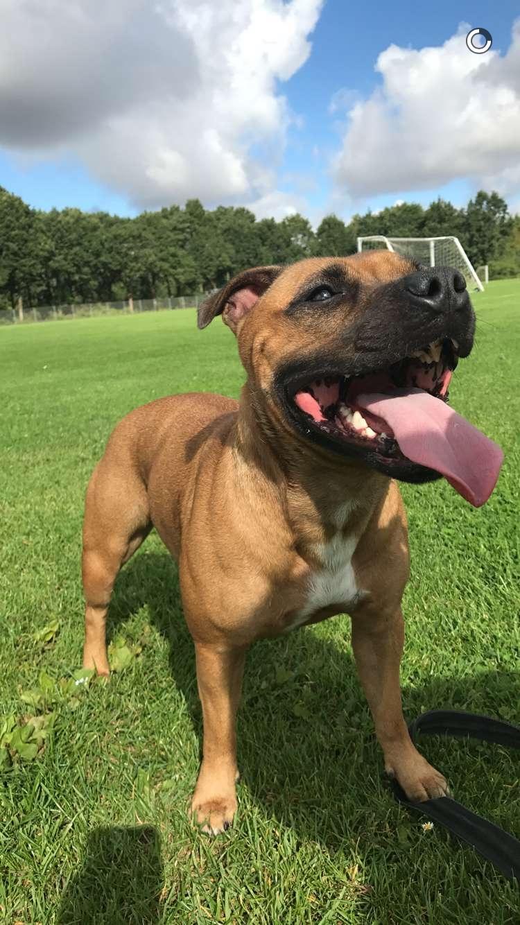 Staffordshire bull terrier Aya billede 10