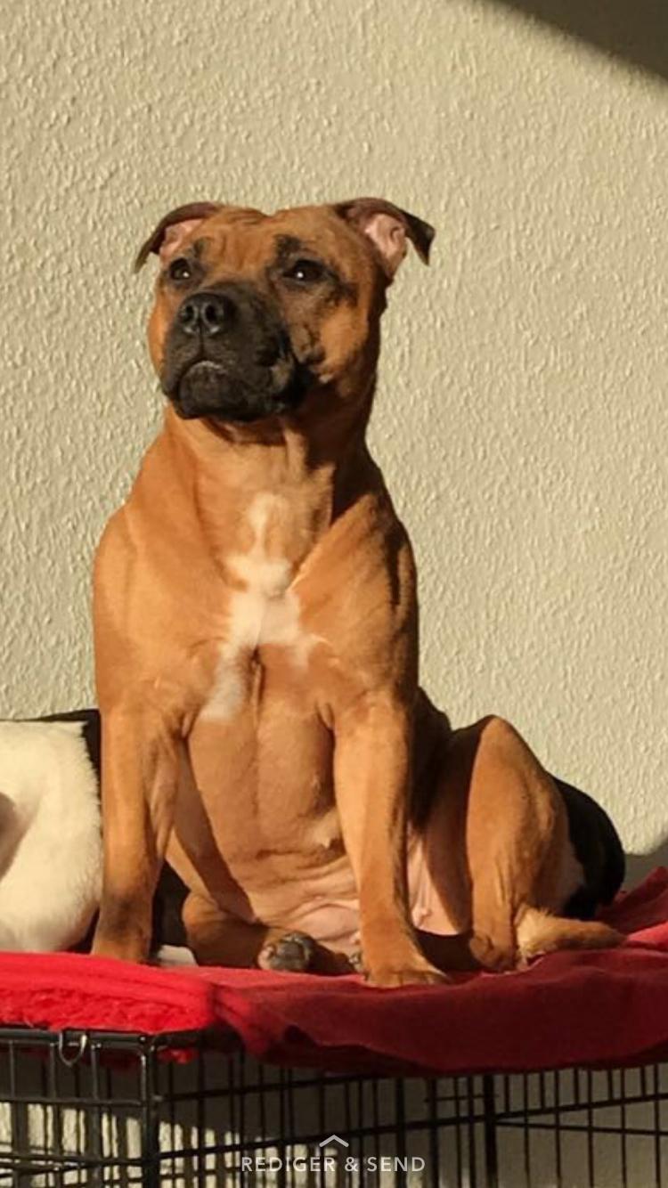 Staffordshire bull terrier Aya billede 7