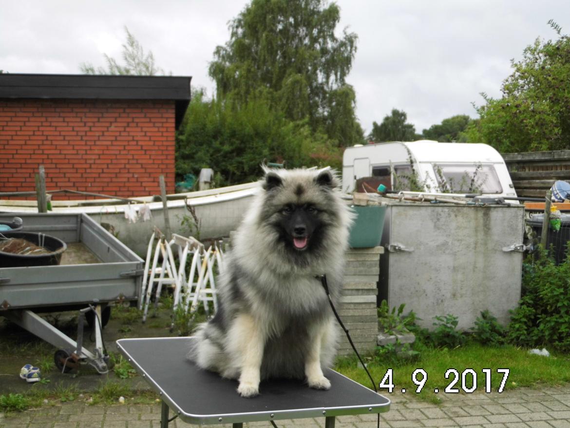 Keeshond Vilma billede 6