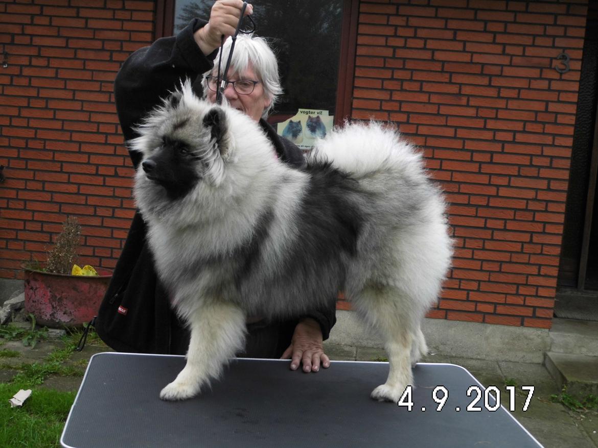 Keeshond Vilma billede 7