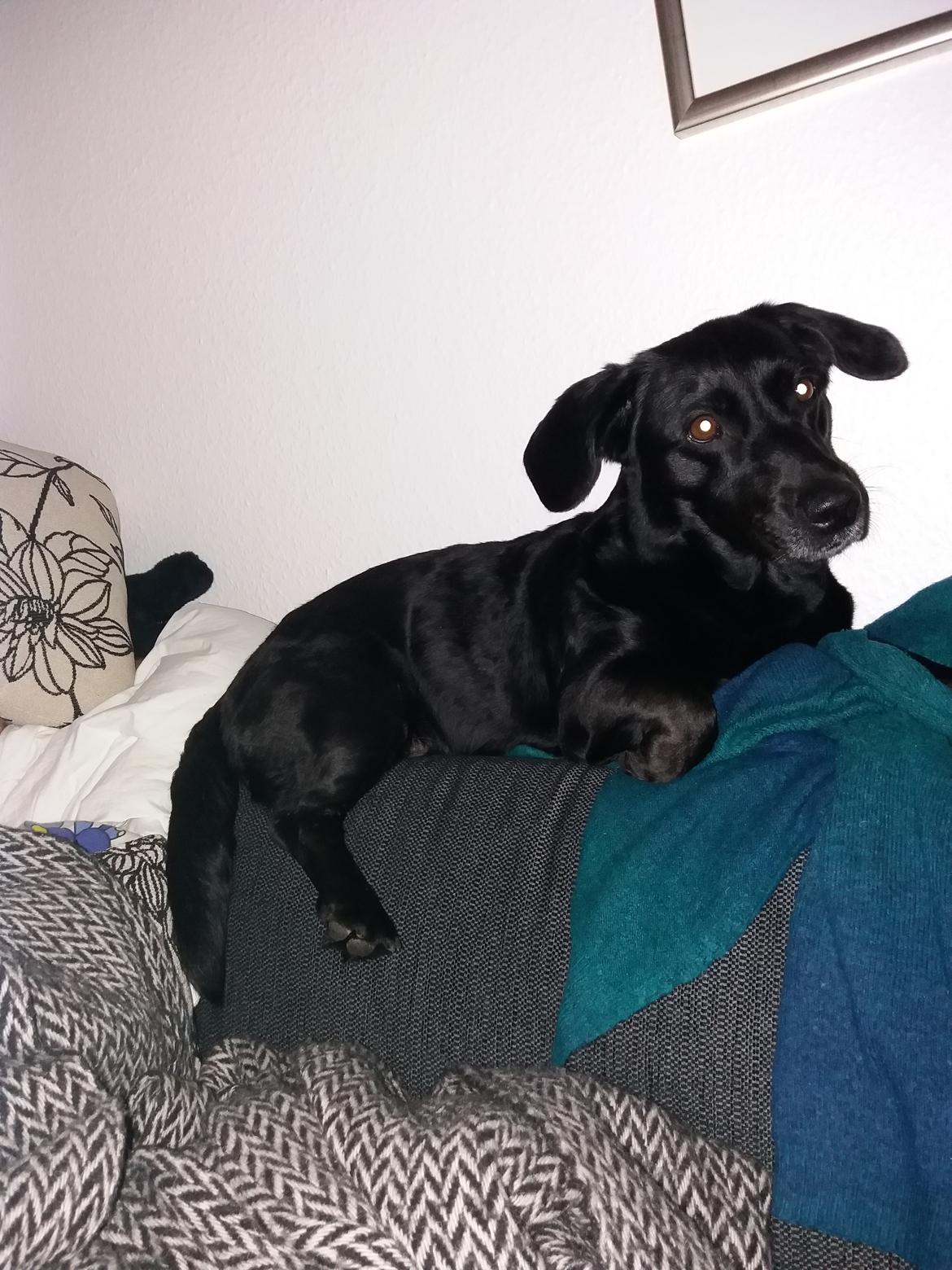 Blanding af racer Freja billede 13