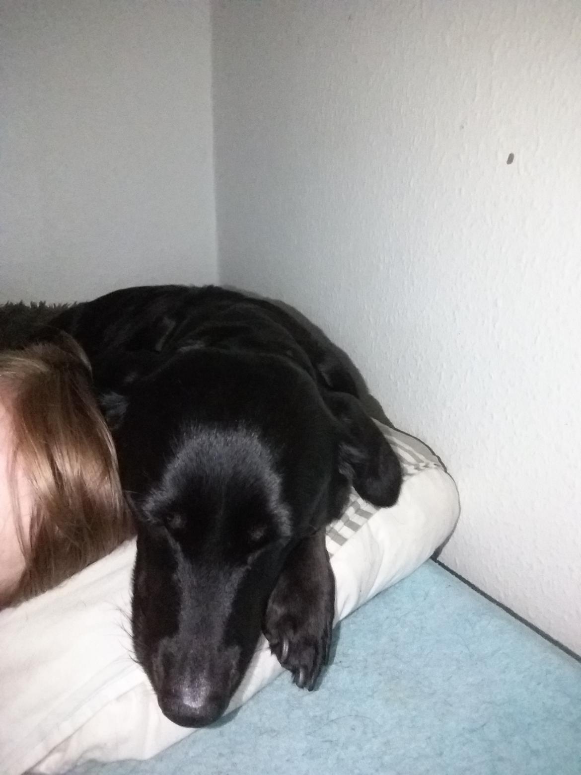 Blanding af racer Freja billede 10