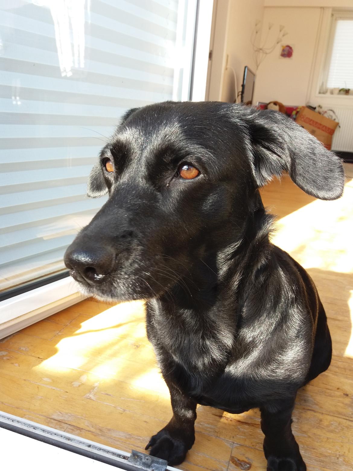 Blanding af racer Freja billede 14