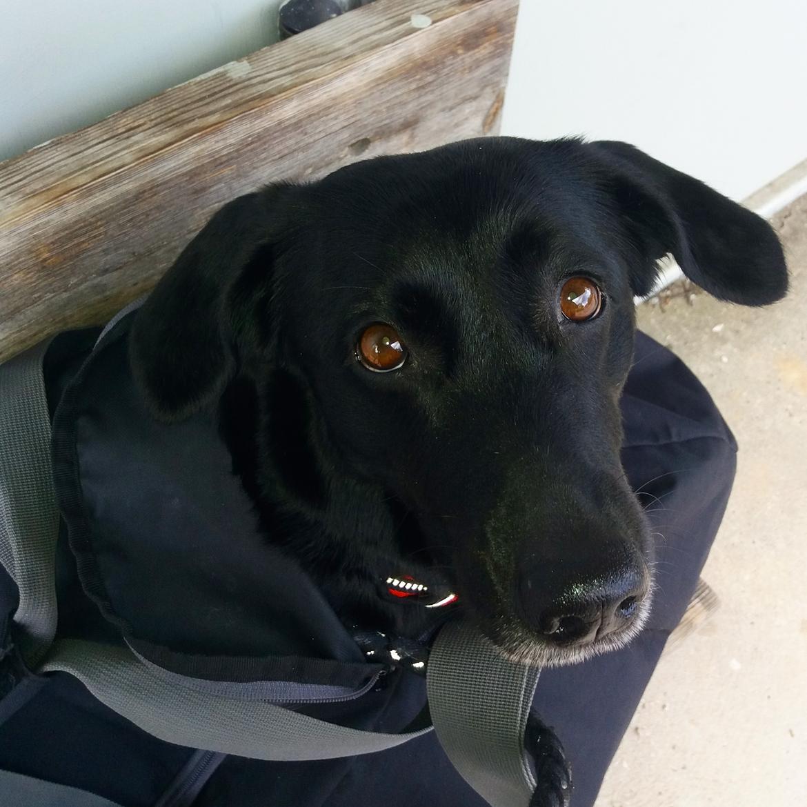 Blanding af racer Freja billede 15