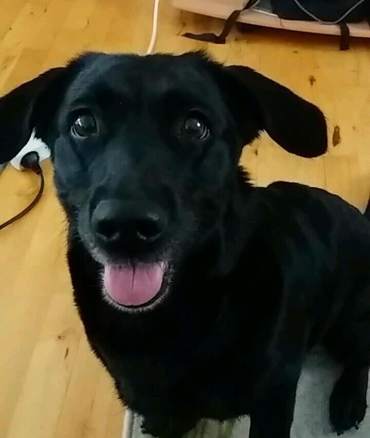 Blanding af racer Freja billede 2