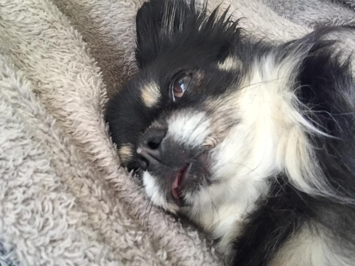 Chihuahua Tyson billede 1