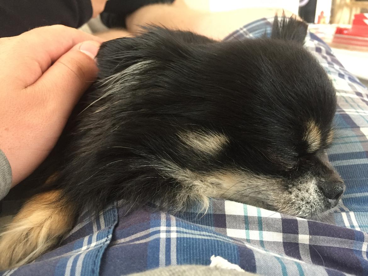 Chihuahua Tyson billede 2