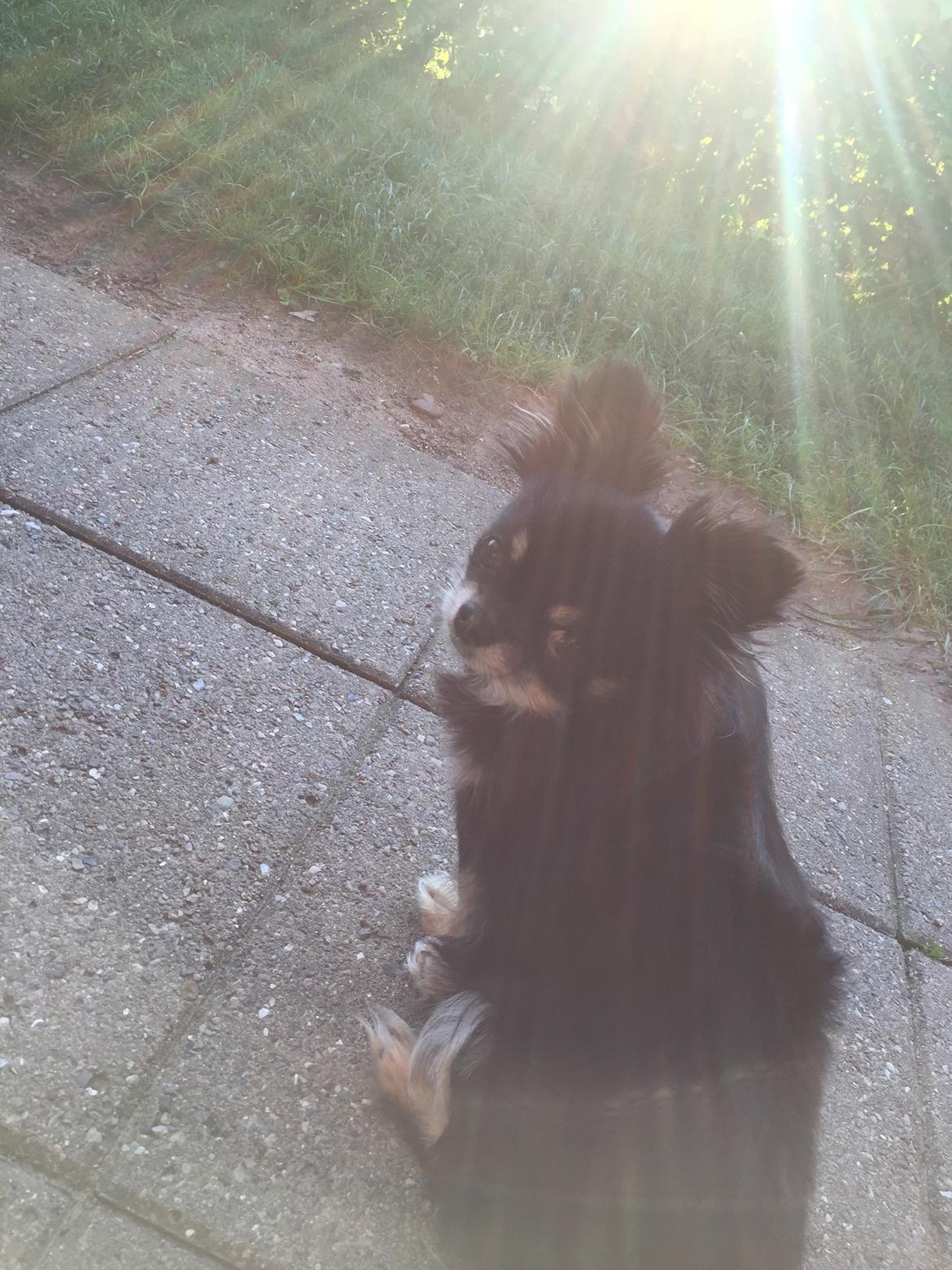 Chihuahua Tyson billede 3