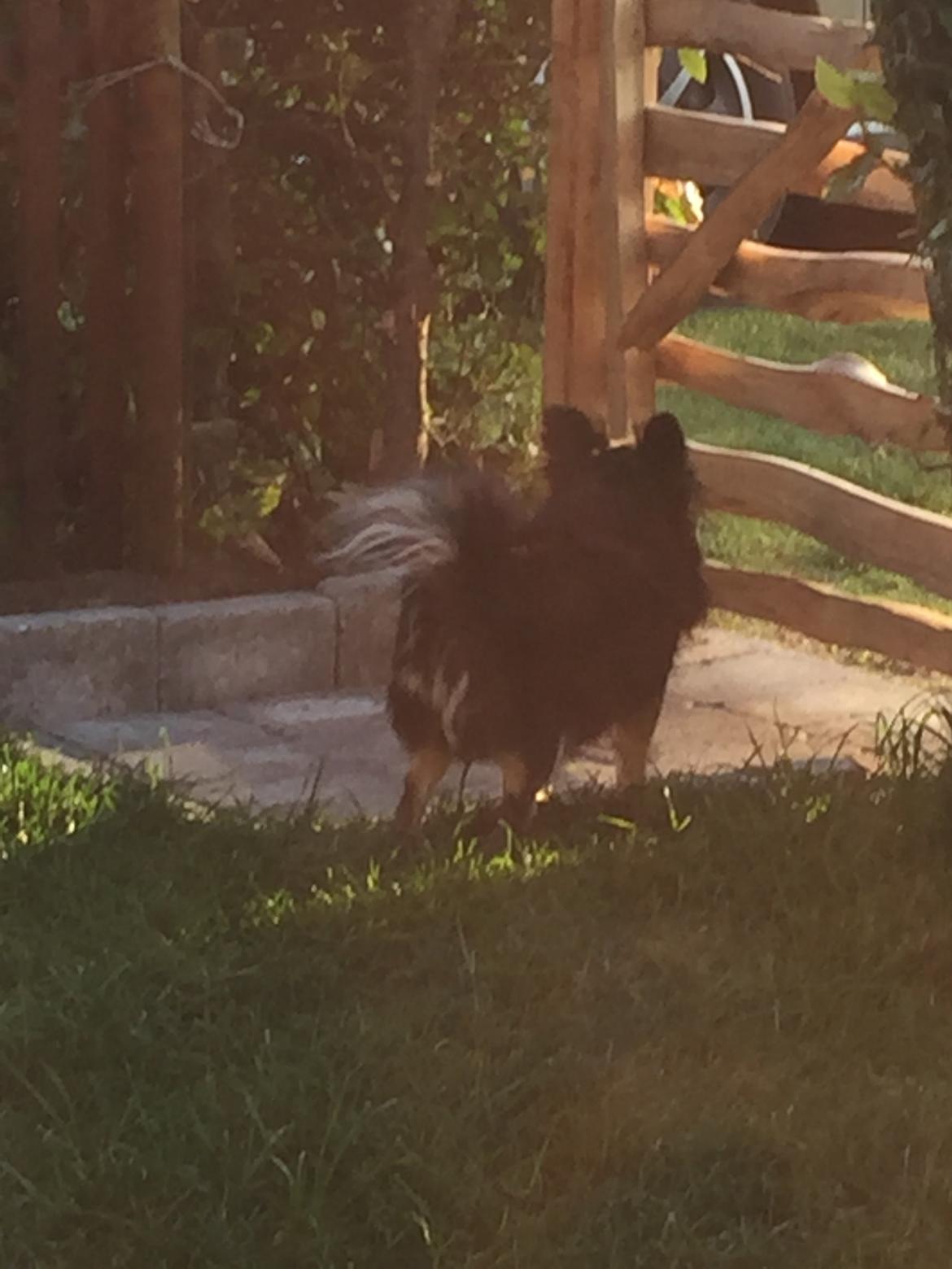 Chihuahua Tyson billede 4