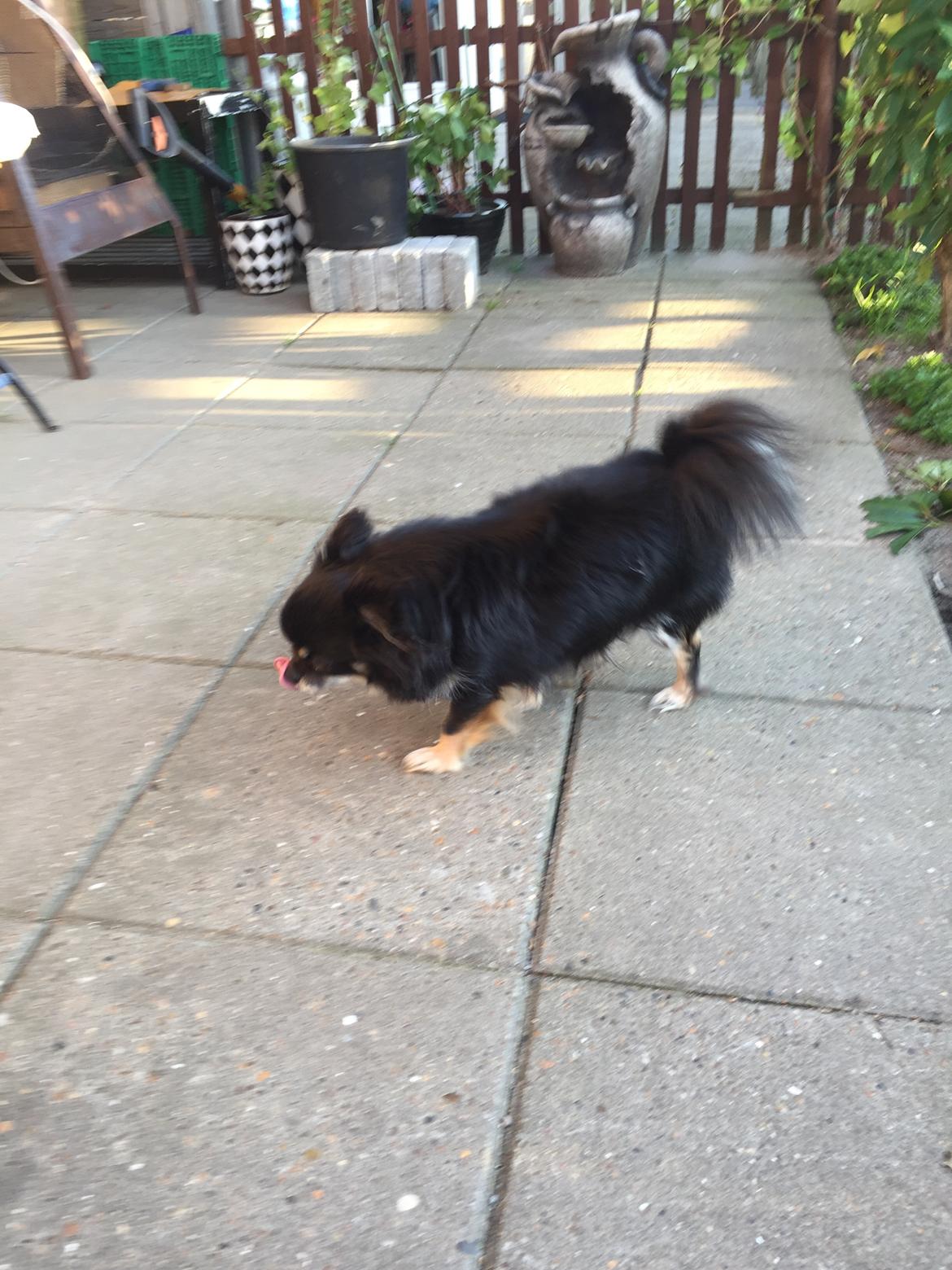 Chihuahua Tyson billede 5