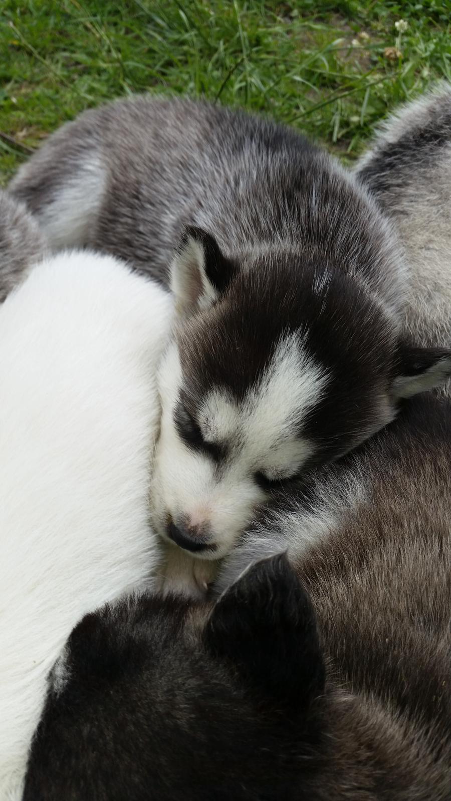 Siberian husky Akira billede 9