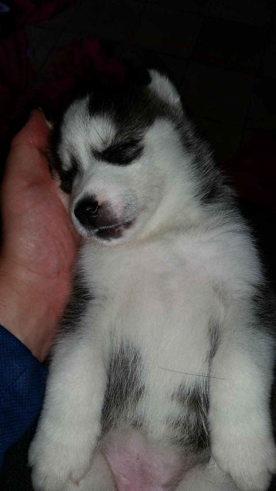 Siberian husky Akira billede 7