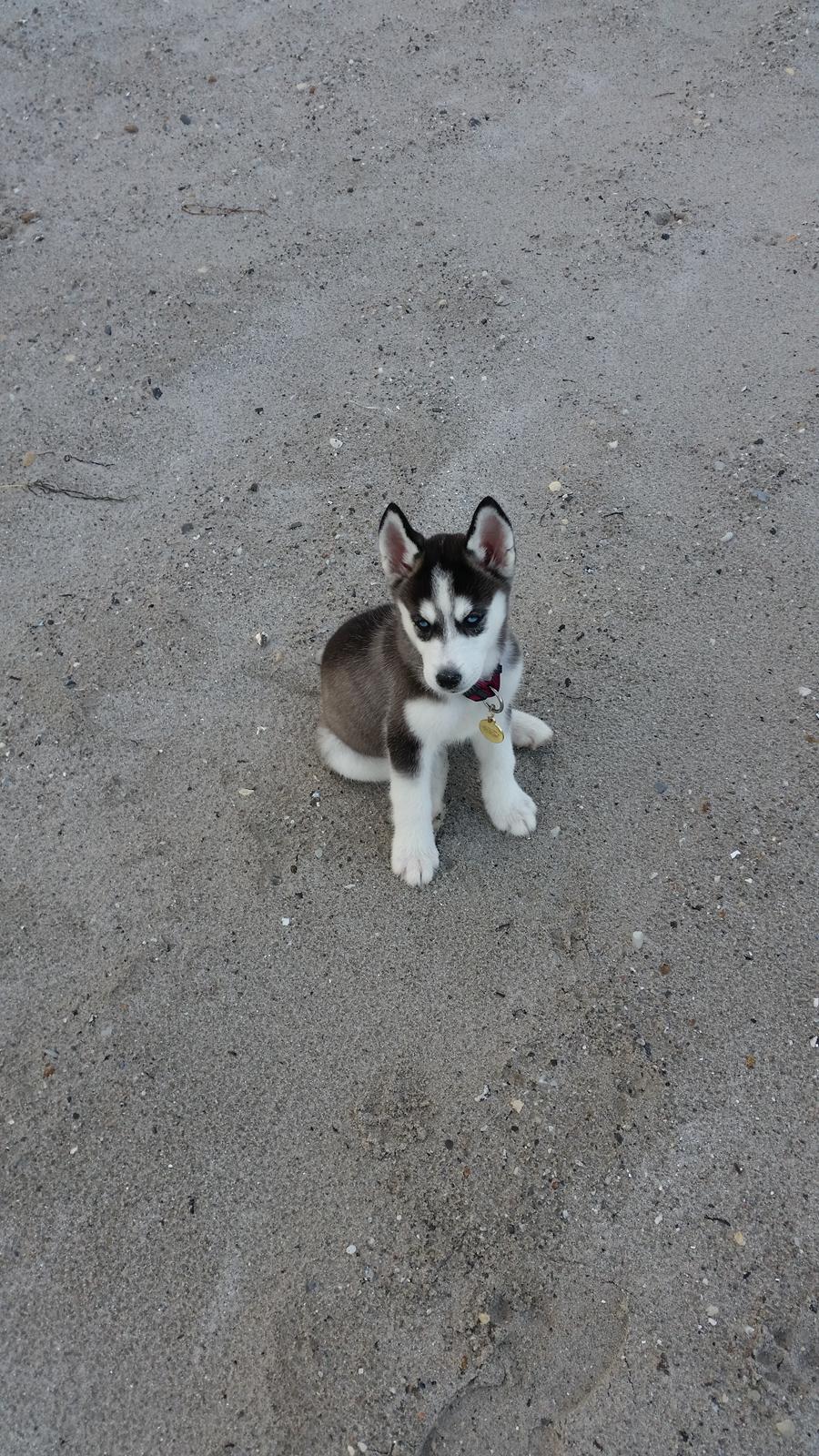 Siberian husky Akira billede 2