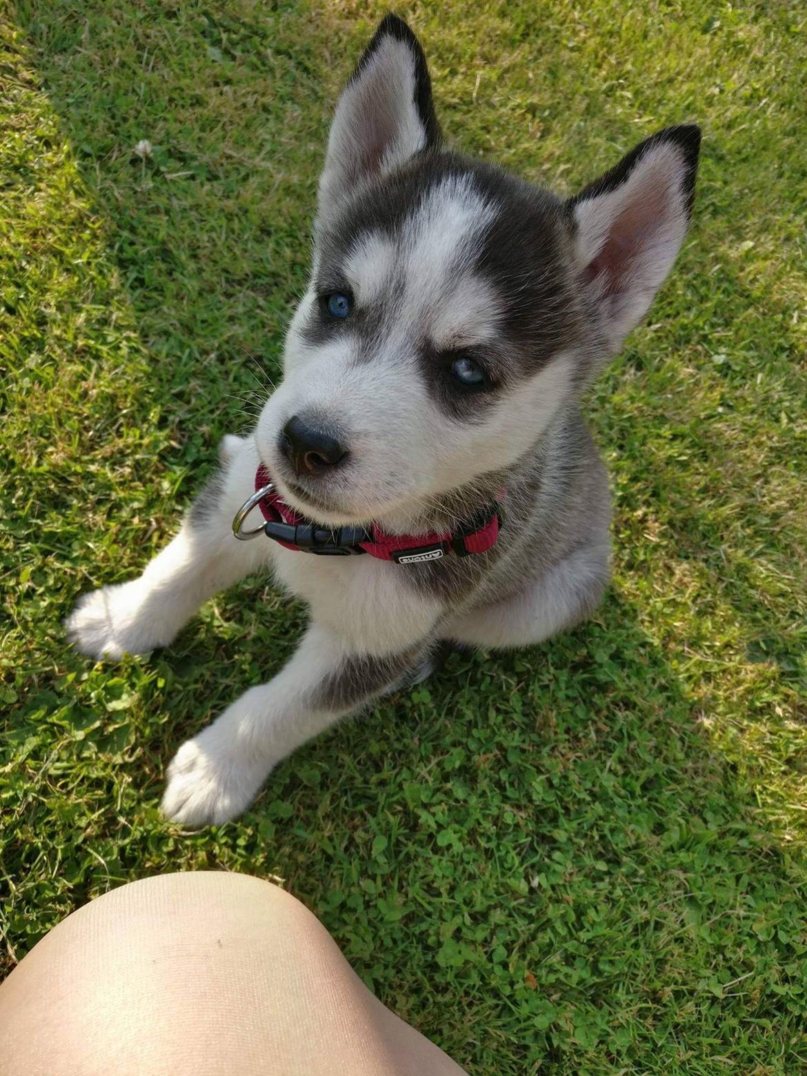 Siberian husky Akira billede 26