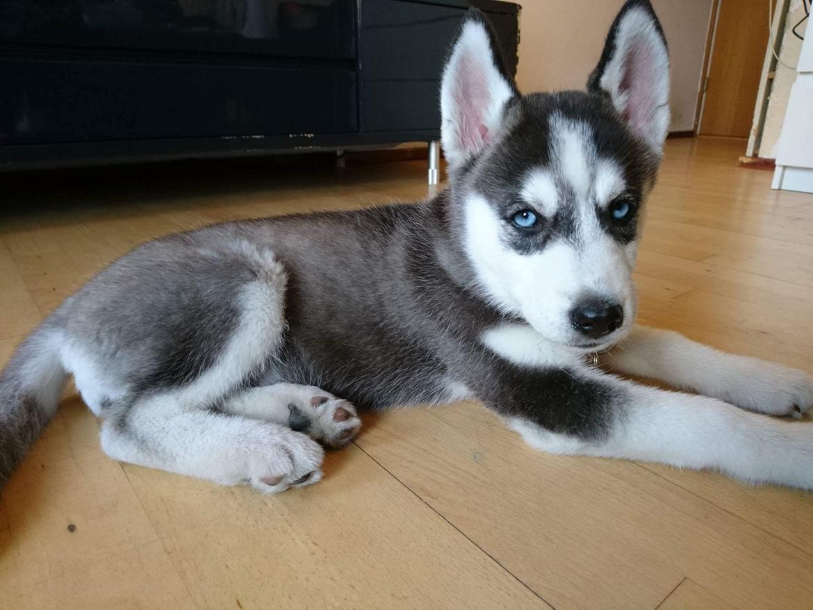 Siberian husky Akira billede 3