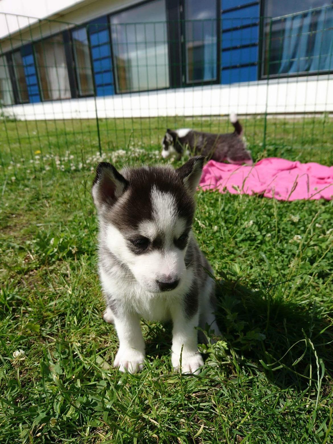 Siberian husky Akira billede 34