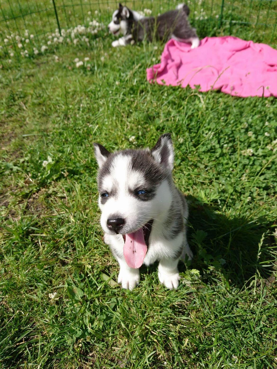 Siberian husky Akira billede 35