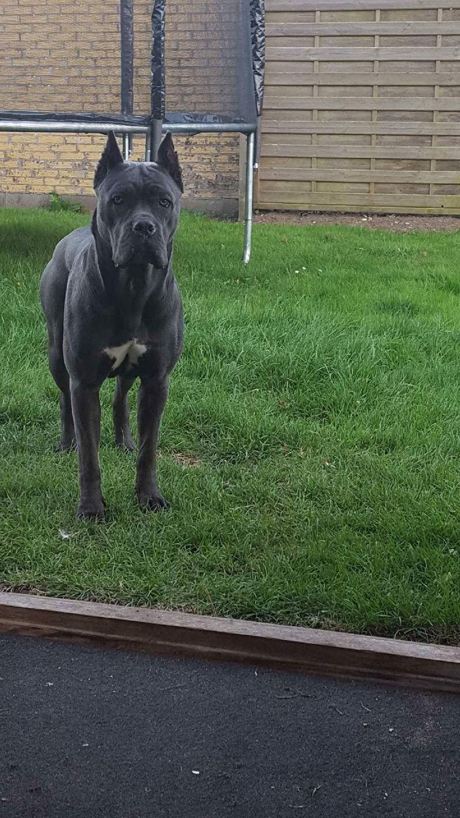 Cane corso chloé billede 6