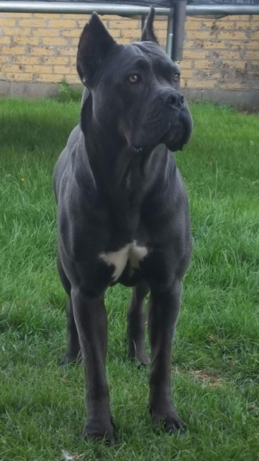 Cane corso chloé billede 4
