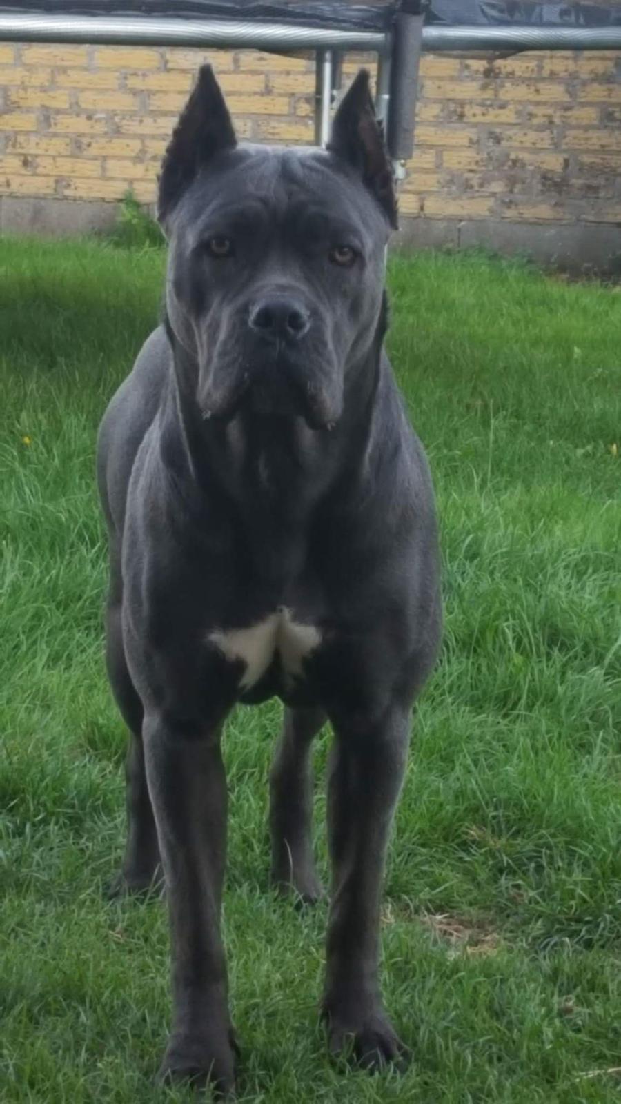 Cane corso chloé billede 5