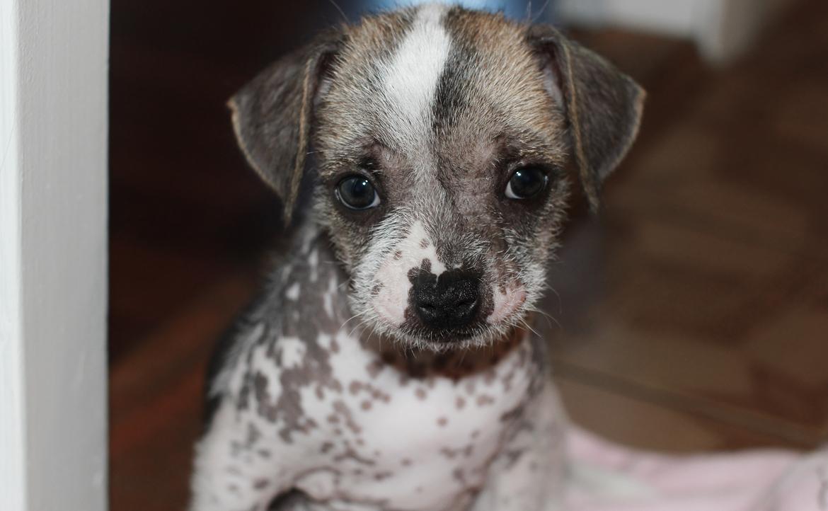 Blanding af racer Luna My billede 1