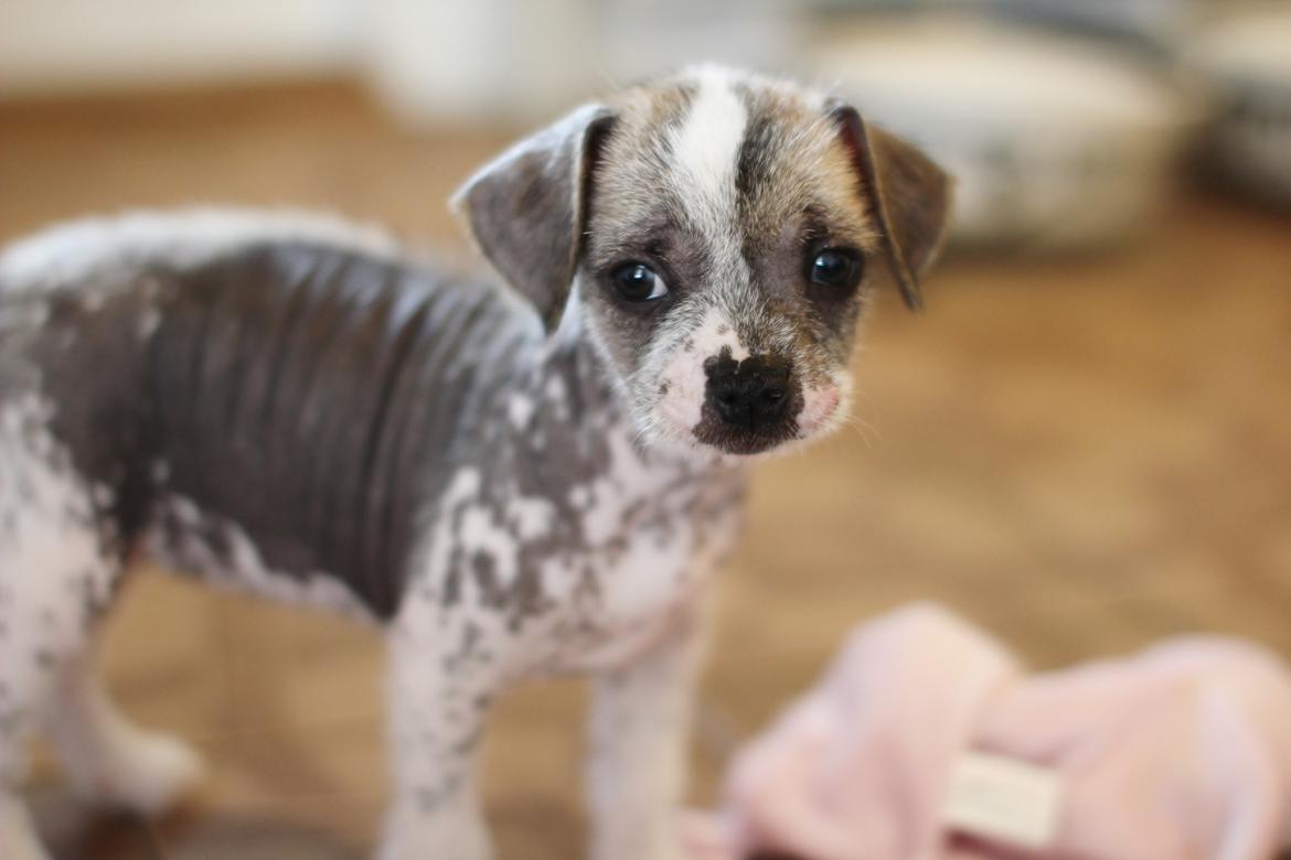 Blanding af racer Luna My billede 18