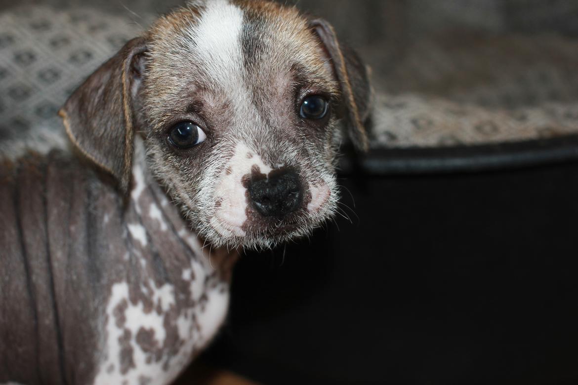 Blanding af racer Luna My billede 2