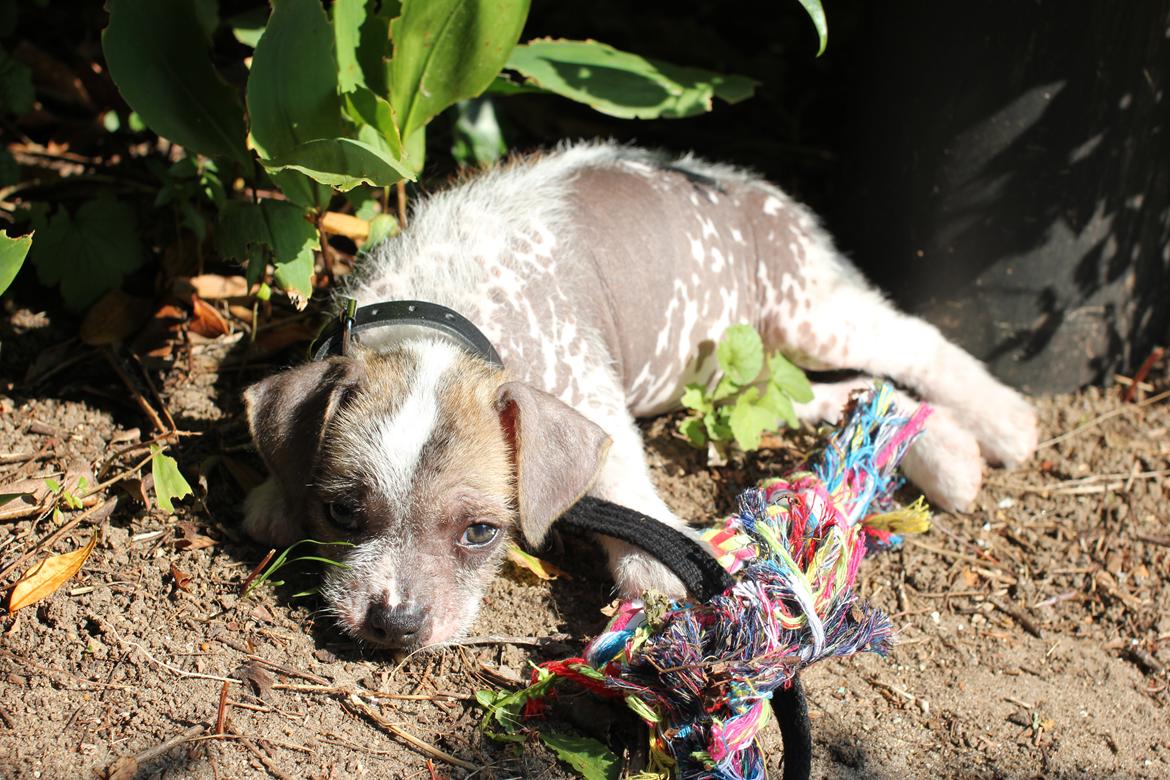 Blanding af racer Luna My billede 17