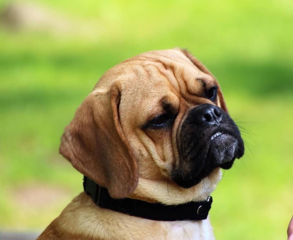 Blanding af racer Meyer - Puggle billede 5