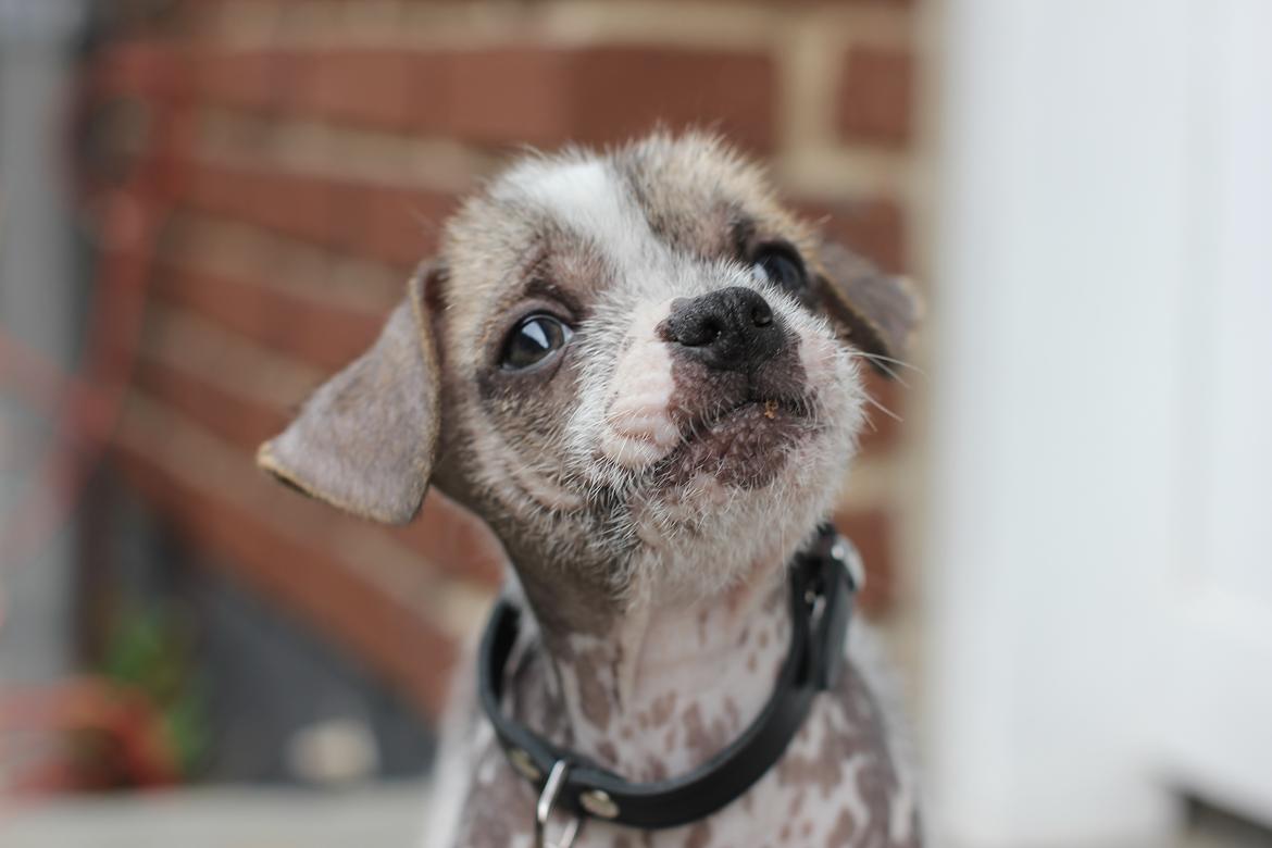 Blanding af racer Luna My billede 5