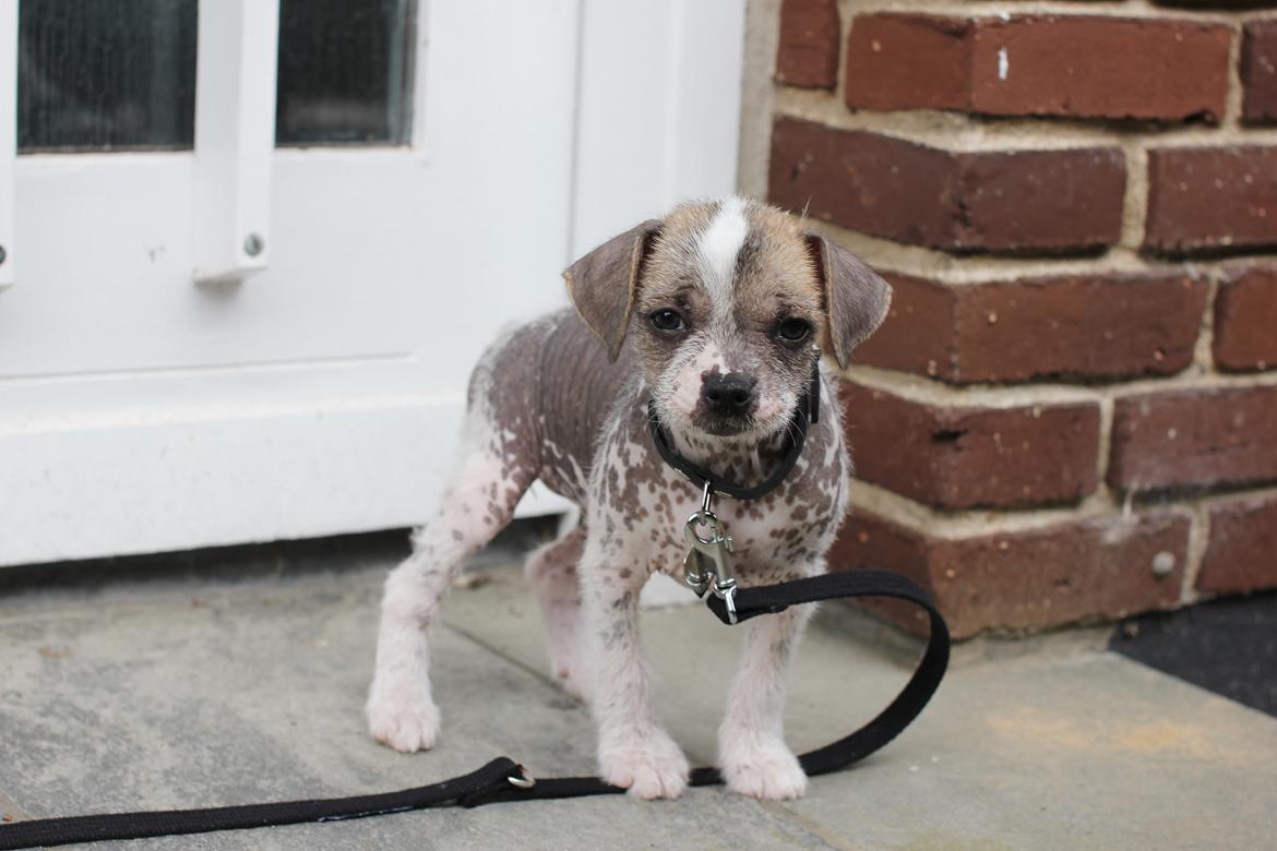 Blanding af racer Luna My billede 6