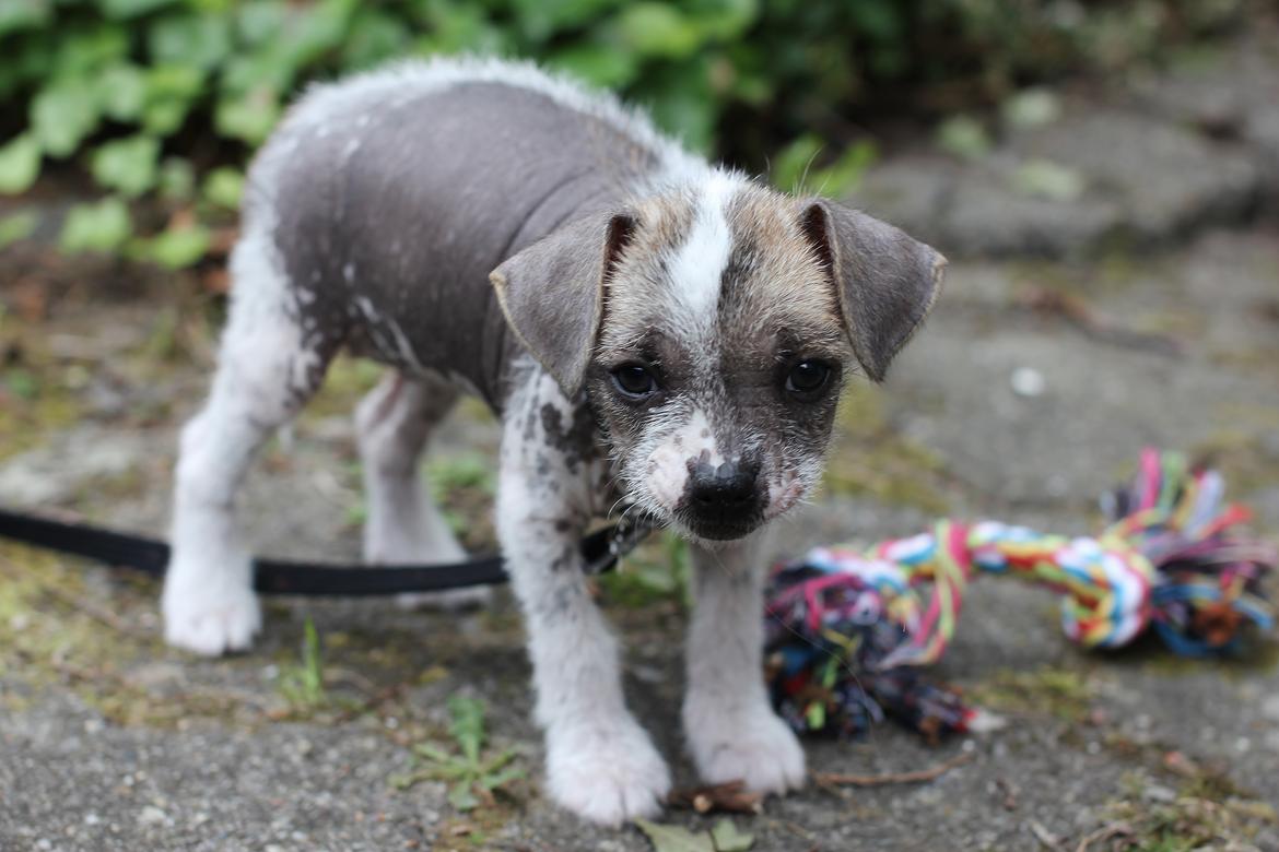 Blanding af racer Luna My billede 9