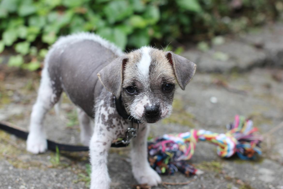 Blanding af racer Luna My billede 10