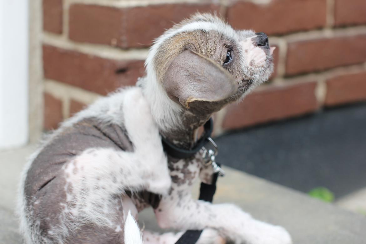 Blanding af racer Luna My billede 7