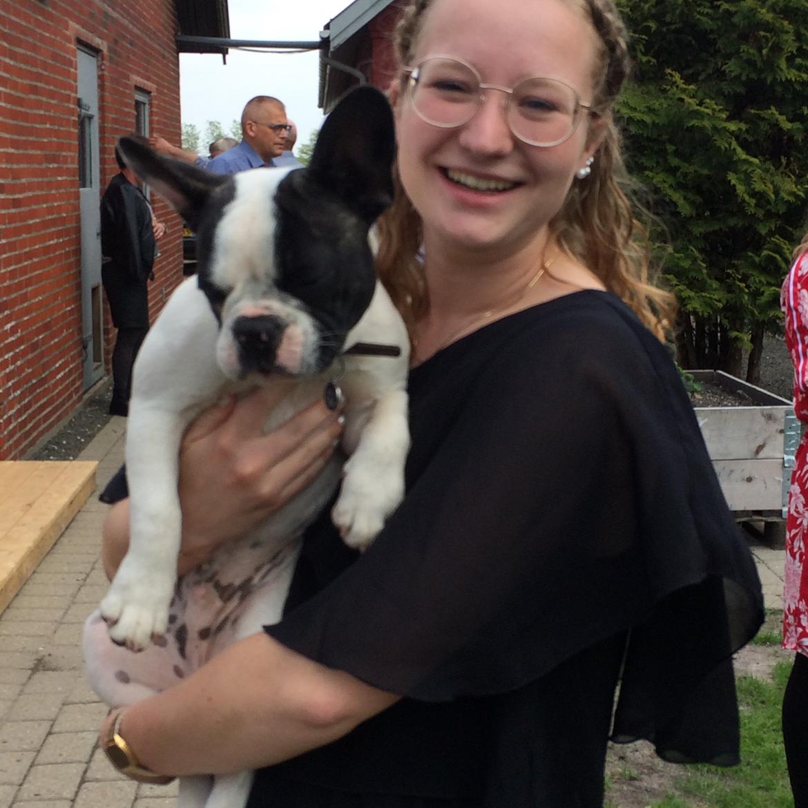 Fransk bulldog Torro - Jeg hader når mor løfter mig. Øv - Danmark '17 billede 21